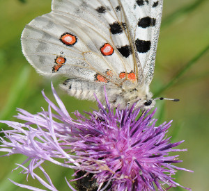 Moselapollo, Foto: Heinz Stetzuhn