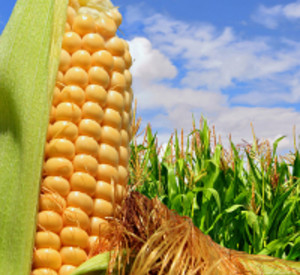 Maiskolben, Foto: fotolia Maiskolben, Foto: fotolia