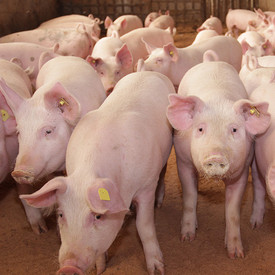 Tiere und Tierwohl Schweine im Stall