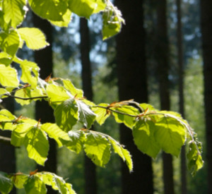 Buchenzweig, Foto: Landesforsten Rheinland-Pfalz Buchenzweig, Foto: Landesforsten Rheinland-Pfalz