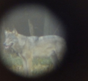 Der Wolf, der bei Neustadt/Wied gesichtet wurde.