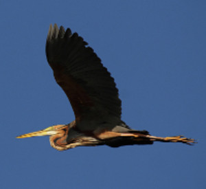 Purpurreiher im Flug, Foto: DirkR - Fotolia.com Purpurreiher im Flug, Foto: DirkR - Fotolia.com