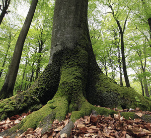impressionen_nlp Alte Buche