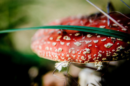 Giftinformation Fliegenpilz in Nahaufnahme