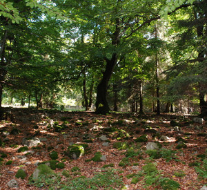 x-default Naturwald