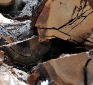 Brennholz, Foto: Landesforsten RLP/Sebastian Heinrich