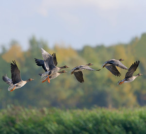 Wildgänse im Flug