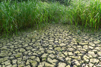 Grundwasser und Wasserversorgung Rissiger, trockener Boden in der Bildmitte – deutliche Trockenheit. Links und rechts hohes, grünes Schilfgras.