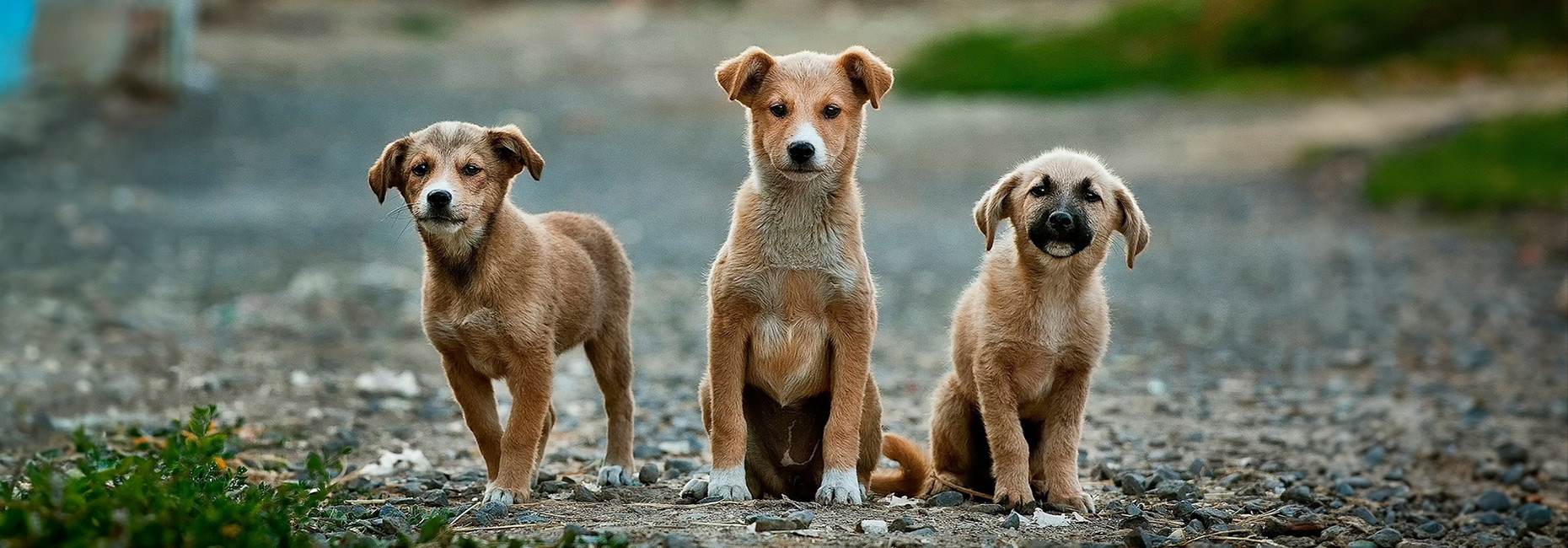 Hunde