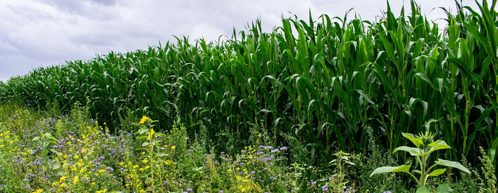 Merkblätter zur Landwirtschaft in Rheinland-Pfalz