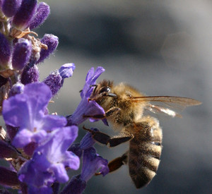 Honigbiene Honigbiene