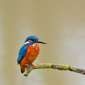 Eisvogel