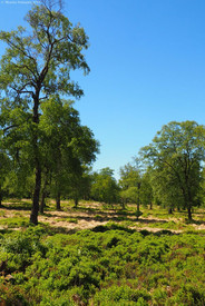 Moor Moorlandschaft