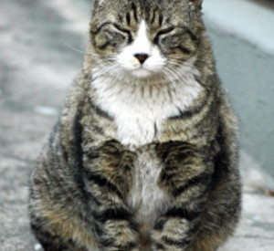 Katze, Foto: pixabay.com Katze, Foto: pixabay.com