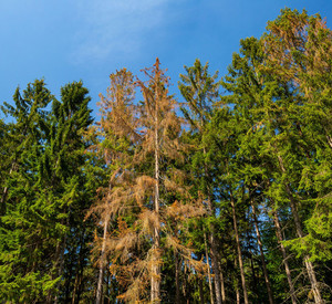 Waldschäden