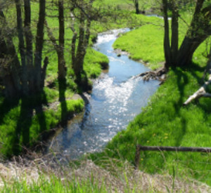 Bachlauf inmitten einer grünen Wiese Bachlauf inmitten einer grünen Wiese