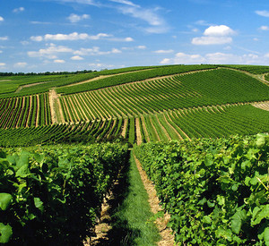 Weinberge in Rheinhessen