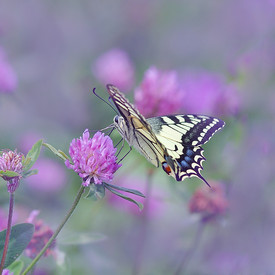 27 neue Partnerbetriebe Naturschutz