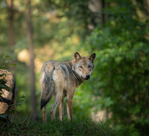 Wolf_04 Wolf im Wald