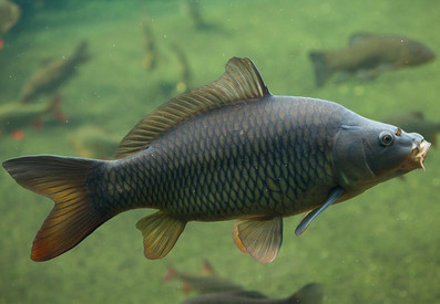 Karpfen schwimmt im klaren Wasser. Fische und Wasserpflanzen unscharf im Hintergrund.