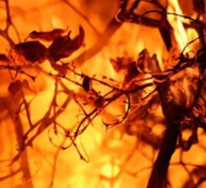 Feuer im Wald. Foto: fotolia.de