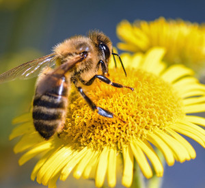 Biene auf gelber Blume