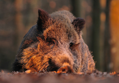 Afrikanische Schweinepest (ASP) Wildschein