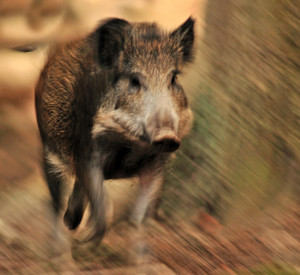 Wildschwein
