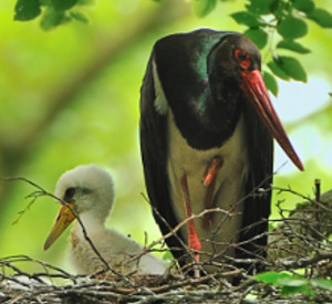 Schwarzstorchküken mit Altstorch im Nest.Foto: Landesforsten RLP, Hansen/Lamour Schwarzstorchküken mit Altstorch im Nest.Foto: Landesforsten RLP, Hansen/Lamour