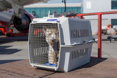 Ein- und Ausfuhr von Tieren Hund in einer Transportbox