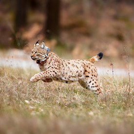 Natur- und Artenschutz Luchs