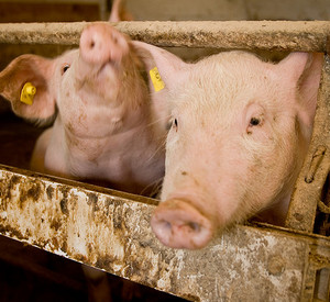 Schweine im Stall_01 Schweine im Stall
