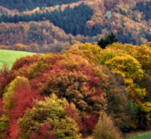 Herbstlicher Eifelwald, Foto: Landesforsten RLP - Hansen/Lamour Herbstlicher Eifelwald, Foto: Landesforsten RLP - Hansen/Lamour