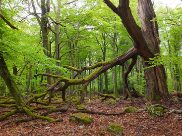 Nationalpark Hunsrück-Hochwald Altholz