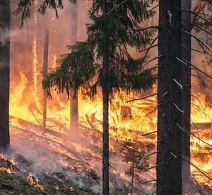 Waldbrand