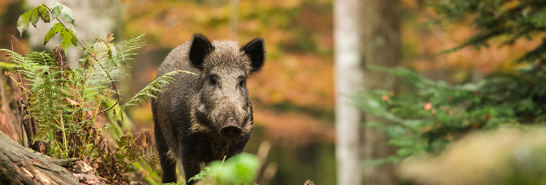Wildschwein