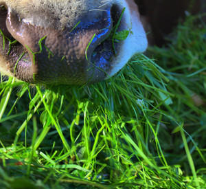 Kuh_1 Kuh beim Gras fressen