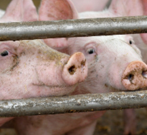Schweine im Stall, Foto: istockphoto Schweine im Stall, Foto: istockphoto