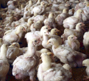 Küken im Stall, Foto: istockphoto Küken im Stall, Foto: istockphoto