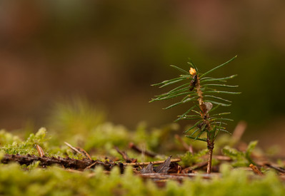 Angebote rund um den wald Fichtensämling