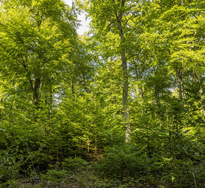 Klimawald Soonwald Klimawald Soonwald