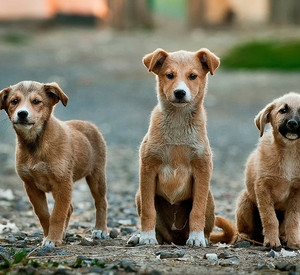 Hunde