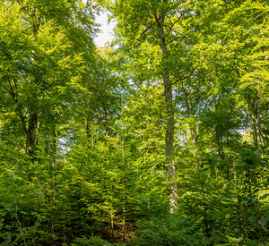 Klimawald Soonwald Laub- und Nadelbäume im Soonwald