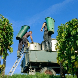 05_01_103_A4.jpg Weinlese