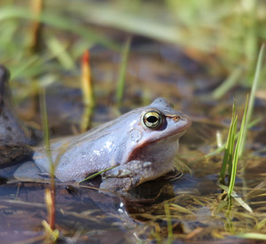 Moorfrosch Moorfrösche