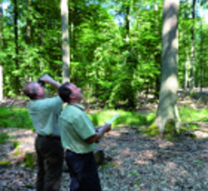 Waldzustandserhebung Waldzustandserhebung