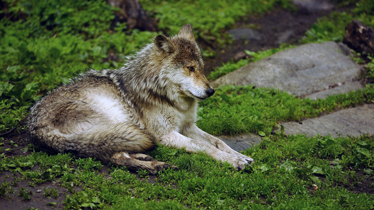 Wolf Wolf