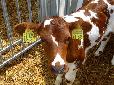 Kalb mit Ohrmarke