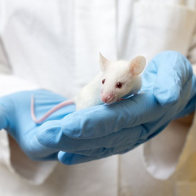 Tierversuche Labormaus