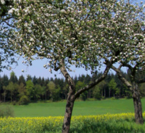 Blühende Bäume auf einer Streuobstwiese Blühende Bäume auf einer Streuobstwiese